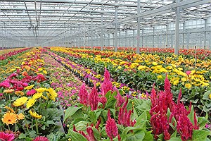 فعالیت ۲۱۰۰ باغدار رودسری در صنعت گل و گیاهان زینتی
