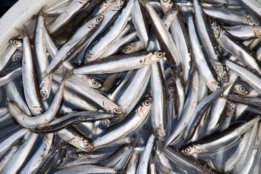 تصویر صید سالانه بیش از ۵۵۰۰ تن کیلکا از دریای خزر