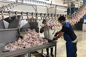 2.5 تن مرغ زنده به استان‌های کشور صادر شد&#47; مصرف روزانه 120 تن مرغ در کردستان
