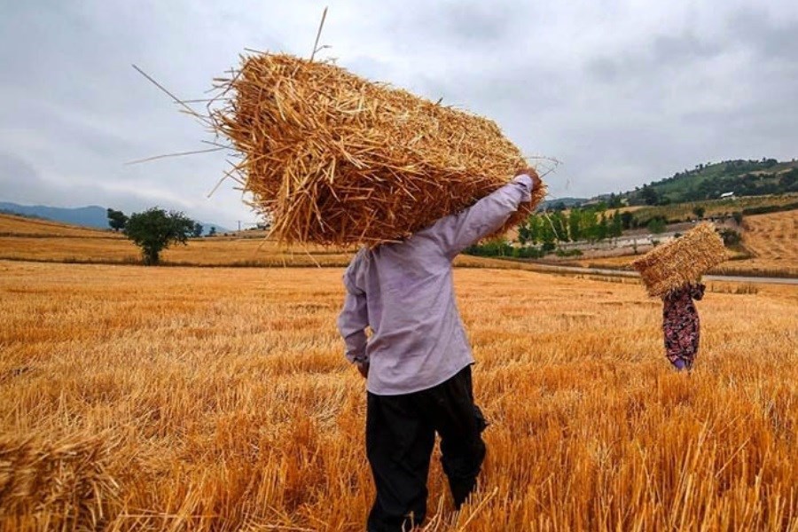 خریداری ۹۰ هزار تن گندم در کرمان