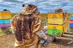 تولید عسل در خراسان شمالی