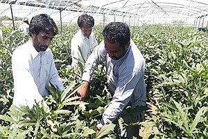 برداشت بیش از 800 تن بامیه در ایران‌شهر سیستان و بلوچستان