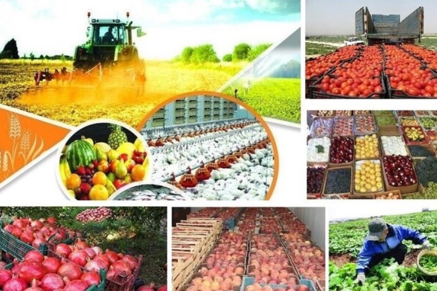 تصویر افزایش ظرفیت فرآوری و بسته بندی محصولات کشاورزی در 8 سال اخیر
