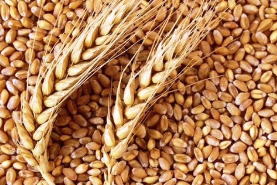 خرید تضمینی ۴۱ هزار تن گندم در مناطق گرمسیری کهگیلویه و بویراحمد