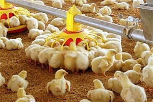 افزایش 37 درصدی میزان جوجه‌ریزی در مرغداری‌ها
