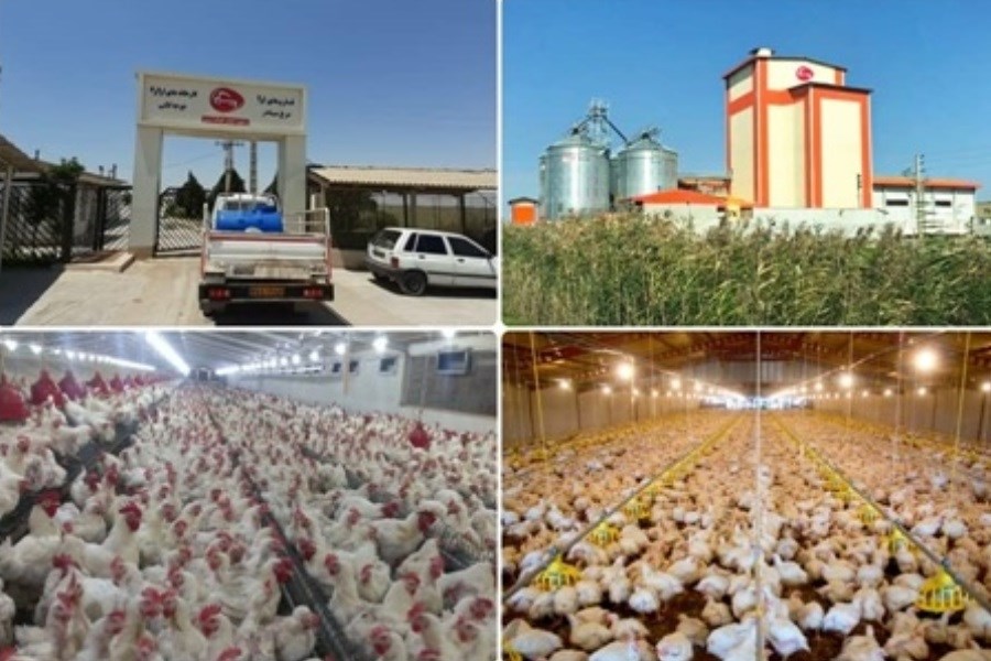 حمایت 240 میلیارد ریالی بانک کشاورزی استان گلستان از زنجیره تولید مرغ پیگیر