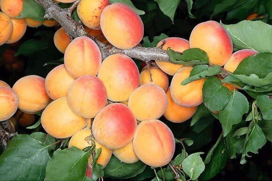 تولید۲۰هزار تن میوه هسته دار در کهگیلویه و بویراحمد