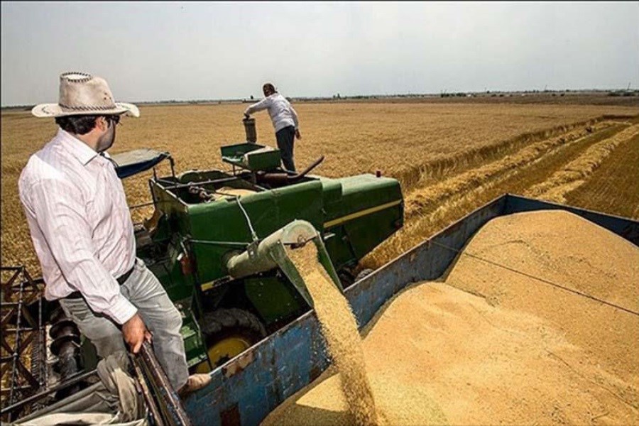 برداشت 521 هزار تن گندم در کردستان&#47;343 هزار تن گندم به صورت تضمینی از کشاورزان خریداری می‌شود