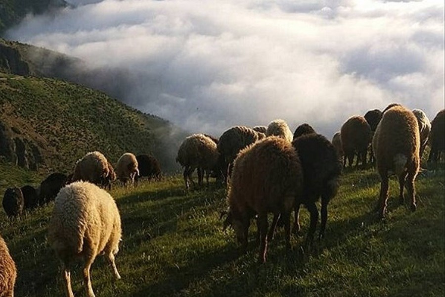 تلف شدن۳۰۰ راس گوسفند در مانه و سملقان