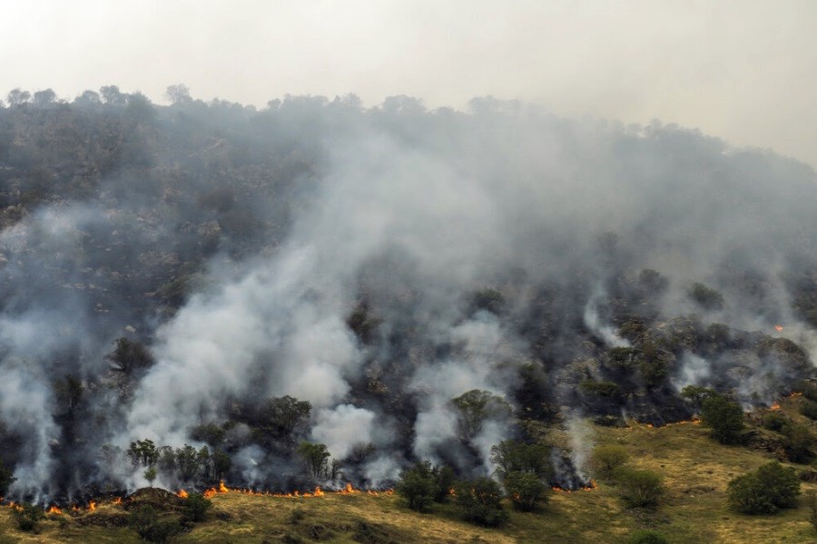 تصویر تیغ آتش روی گردن جنگل‌های اردبیل