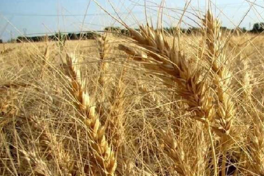 خرید تضمینی ۳.۲ میلیون تُن گندم از کشاورزان