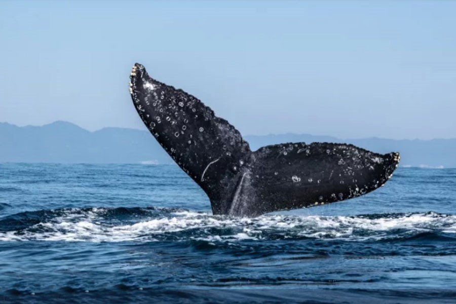 تصویر بیت کوین هولد شده توسط جامعه نهنگ ها نشانه حرکت صعودی دو ماهه است