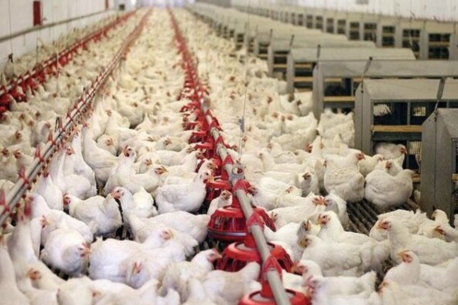 گرما و قطعی برق عامل کاهش تولید مرغ است