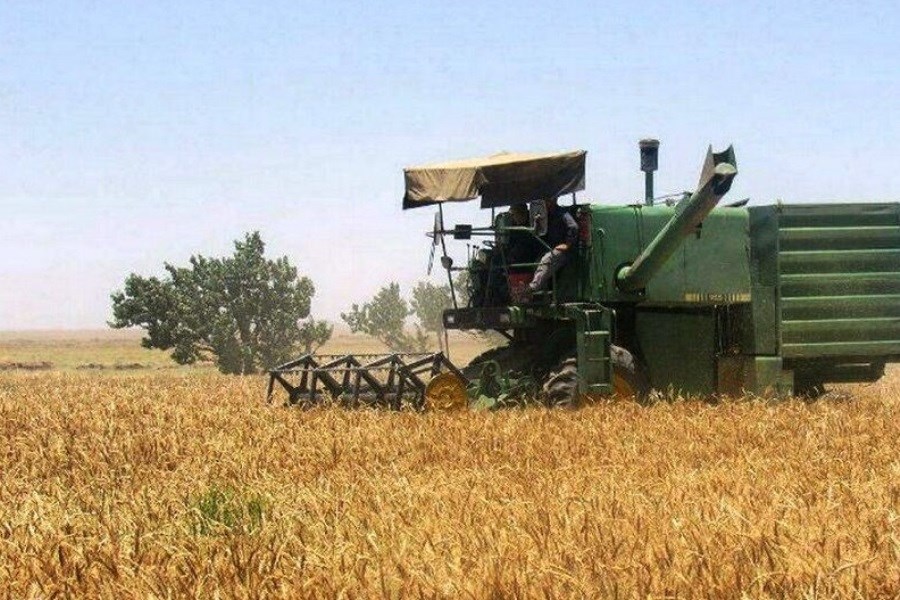 تصویر برداشت 475 هزارتن گندم در آذربایجان شرقی