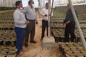 ضدعفونی خاک گلخانه‌ها به روش آفتاب‌دهی در جنوب کرمان