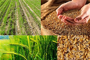 تولید گندم دیم بیش از 50 درصد کاهش یافت