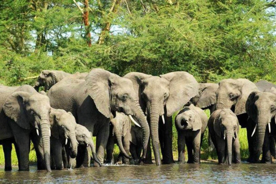 تصویر حمله کروکودیل به گله فیل ها