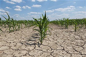برآورد خسارت خشکسالی به کشاورزان و دامداران حمیدیه
