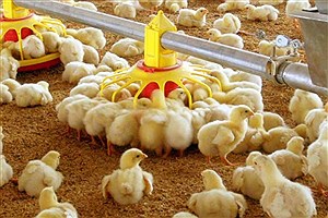 تولید 11 هزار تن گوشت مرغ برآورد می‌شود&#47; جوجه‌ریزی 40 درصد رشد یافت
