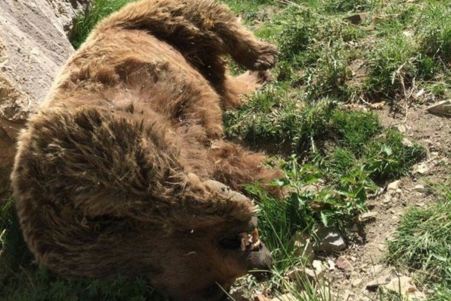 تصویر یک خرس با شلیک گلوله در دنای شرقی کشته شد