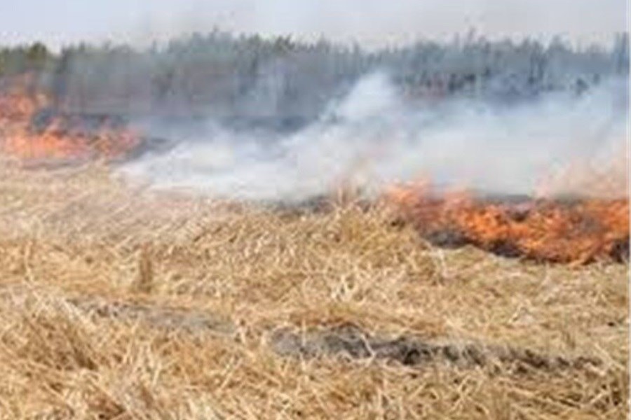 تصویر کاهش آتش زدن بقایای زمین‌های کشاورزی در البرز