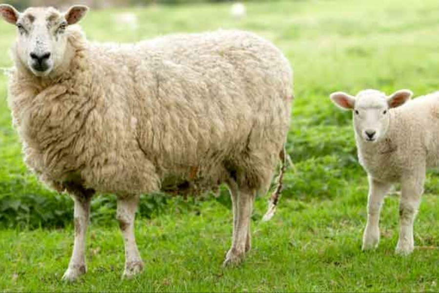 تصویر کشف بقایای گوسفند سالم 1600 ساله در ایران