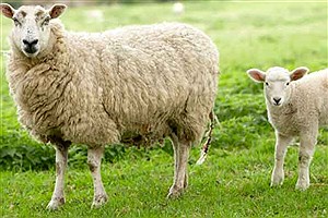 کشف بقایای گوسفند سالم 1600 ساله در ایران