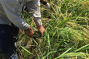 افزایش درآمد برنجکاران گیلانی با برداشت مکانیزه برنج