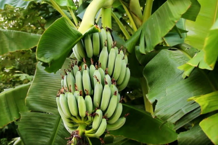تصویر تأمین ۵۰ درصد نیاز کشور به میوه‌های گرمسیری در سواحل مکران