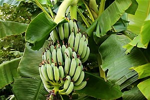 تأمین ۵۰ درصد نیاز کشور به میوه‌های گرمسیری در سواحل مکران