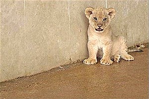 توله شیرهای باغ وحش تبریز نارس به دنیا آمده بودند