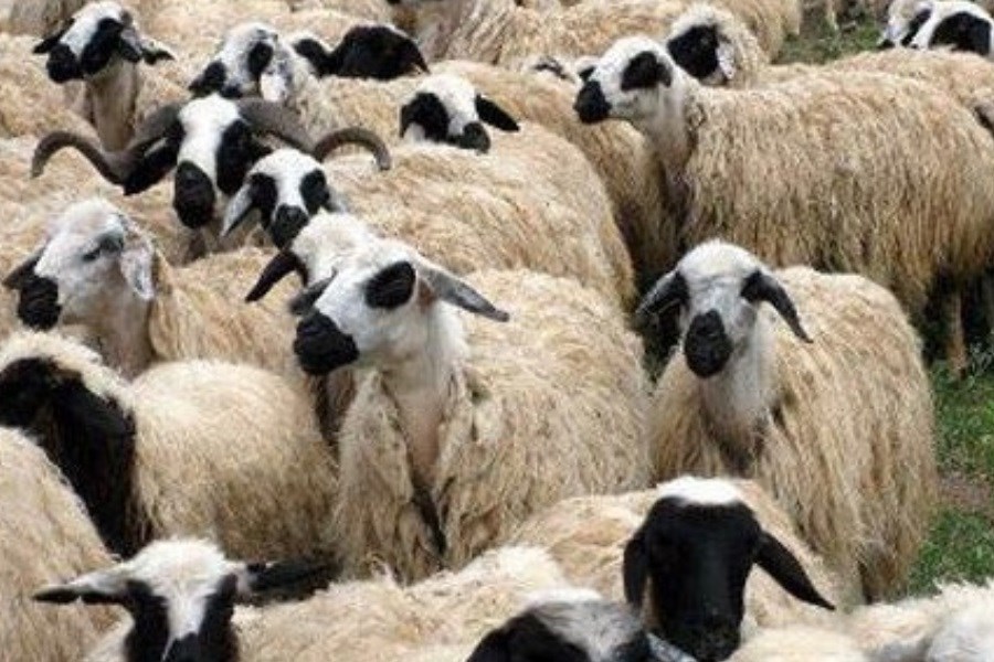 تصویر علف نامناسب 10 راس گوسفند را تلف کرد