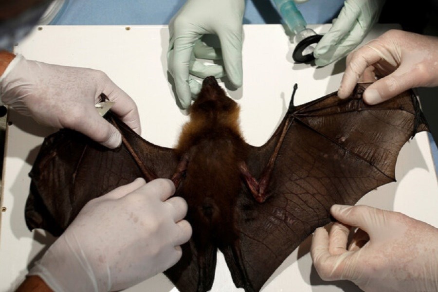 تصویر شناسایی گونه‌ای جدید از ویروس کرونا در خفاش‌های انگلیسی