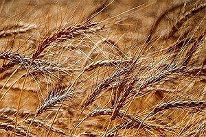 تولید گندم در اثر خشکسالی کاهش یافت