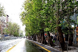 جریمه هنگفت میلیاردی برای خشکاندن ۱۳ درخت در خیابان ولیعصر