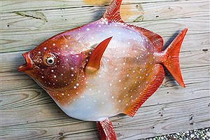 کشف ماهی عجیب در سواحل آمریکا