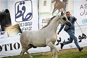 حضور بیمه حافظ در جشنواره اسب اصیل عرب