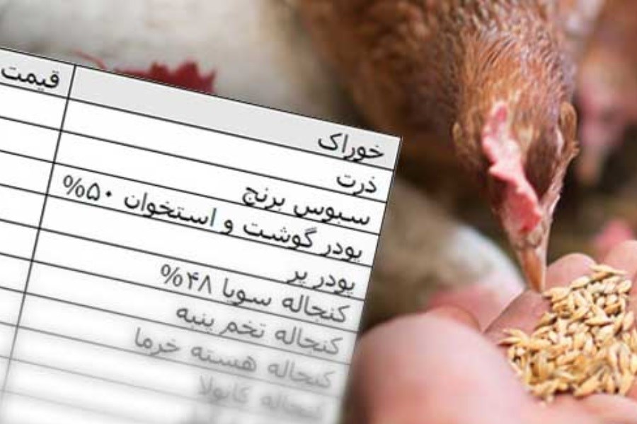 تصویر تهیه جیره غذایی در مرغداری‌ها منجر به افزایش پرت مواد غذایی می‌شود
