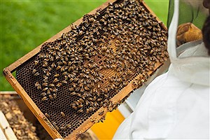برخی دهیاران از زنبورداران برای زنبورداری پول دریافت می‌کنند&#47; نداشتن بیمه و گرانی شکر از چالش های این حرفه
