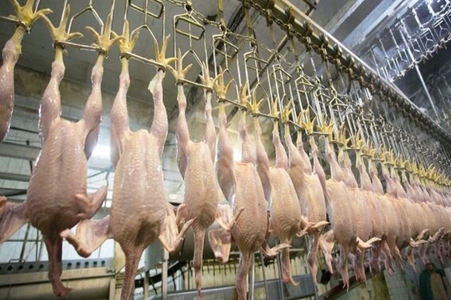 بهره‌گیری از شرکت پست برای توزیع مرغ