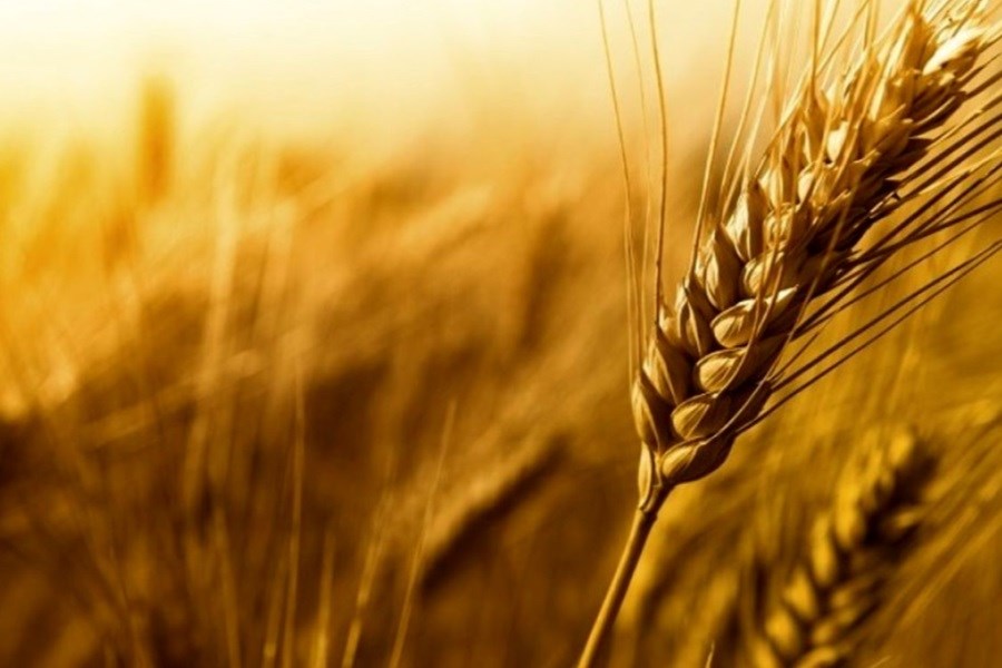 بیش از ۱۷۰۰ تن گندم به کارخانجات آردسازی زنجان تخصیص یافت