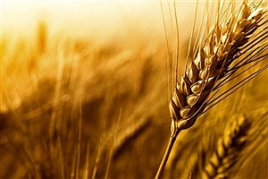 بیش از ۱۷۰۰ تن گندم به کارخانجات آردسازی زنجان تخصیص یافت