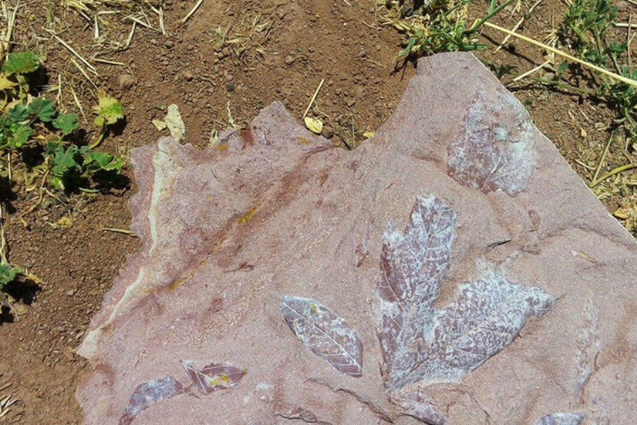 تصویر کشف فسیل‌های ۹ میلیون ساله