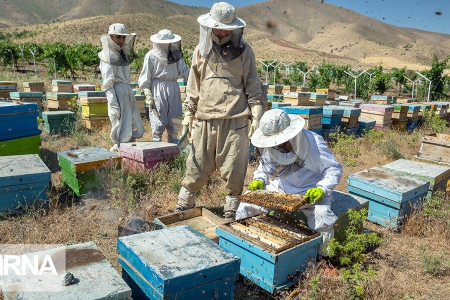 یک‌هزار و ۳۰۰ نفر در زنبورستان‌ها مشغول به فعالیت هستند