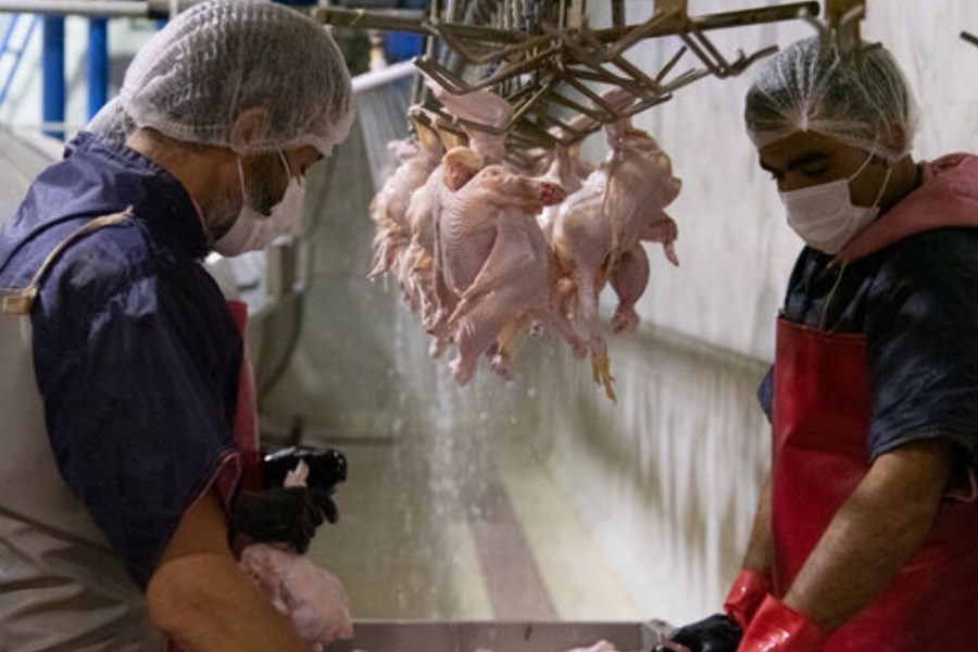 بی توجهی فروشندگان مرغ به قیمت های مصوب کانون مرغداران کشور