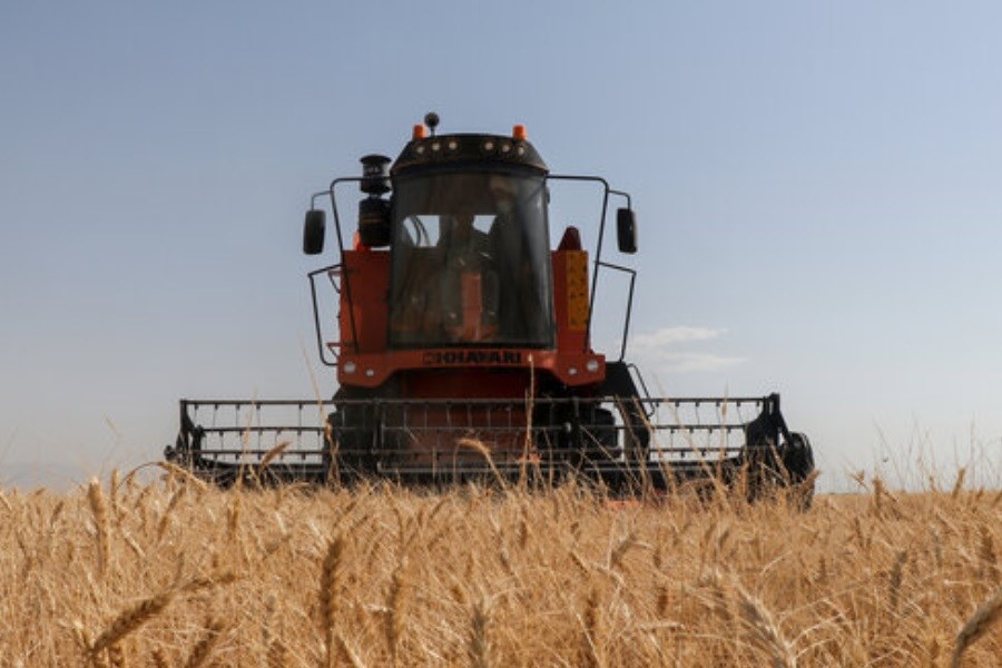 تولید گندم کشور کاهش یافت