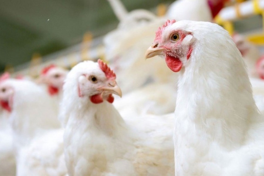 تصویر افزون بر ۲ هزار قطعه مرغ فاقد مجوز حمل کشف شد