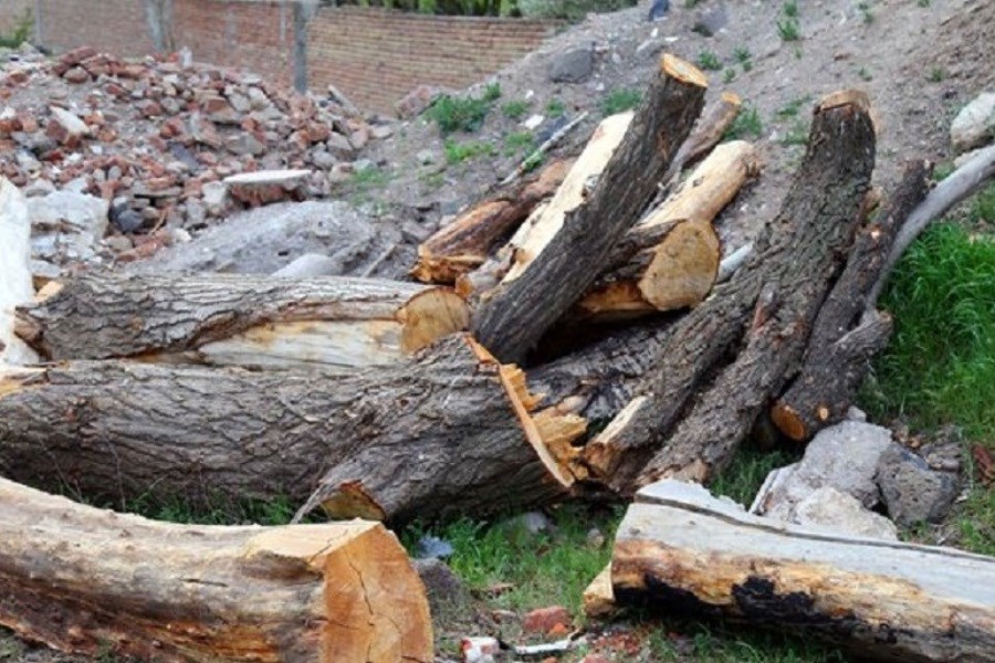 تصویر لزوم پیگیری قطع درختان در لویزان توسط شهرداری
