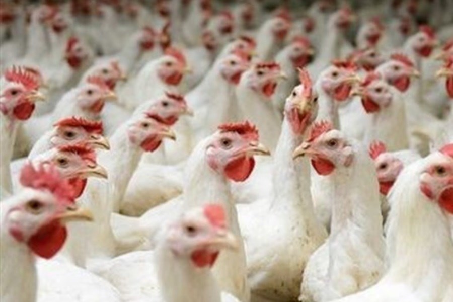 تصویر دخالت‌های دستوری عامل بی‌نظمی در صنعت مرغ است