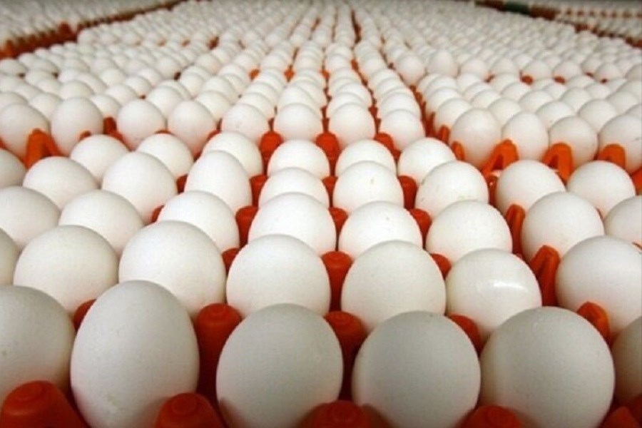 موانع دسترسی شاهرودی‌ها به تخم‌مرغ با قیمت تنظیم بازار
